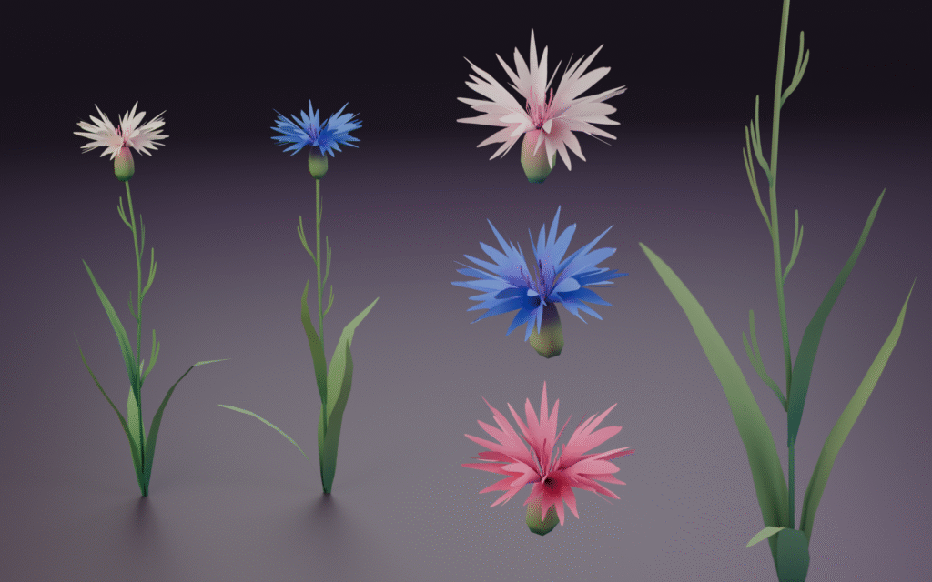 Cornflower