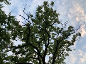 Interesting branches