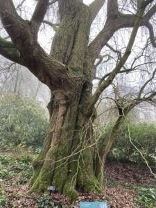 Amazing old tree in fog